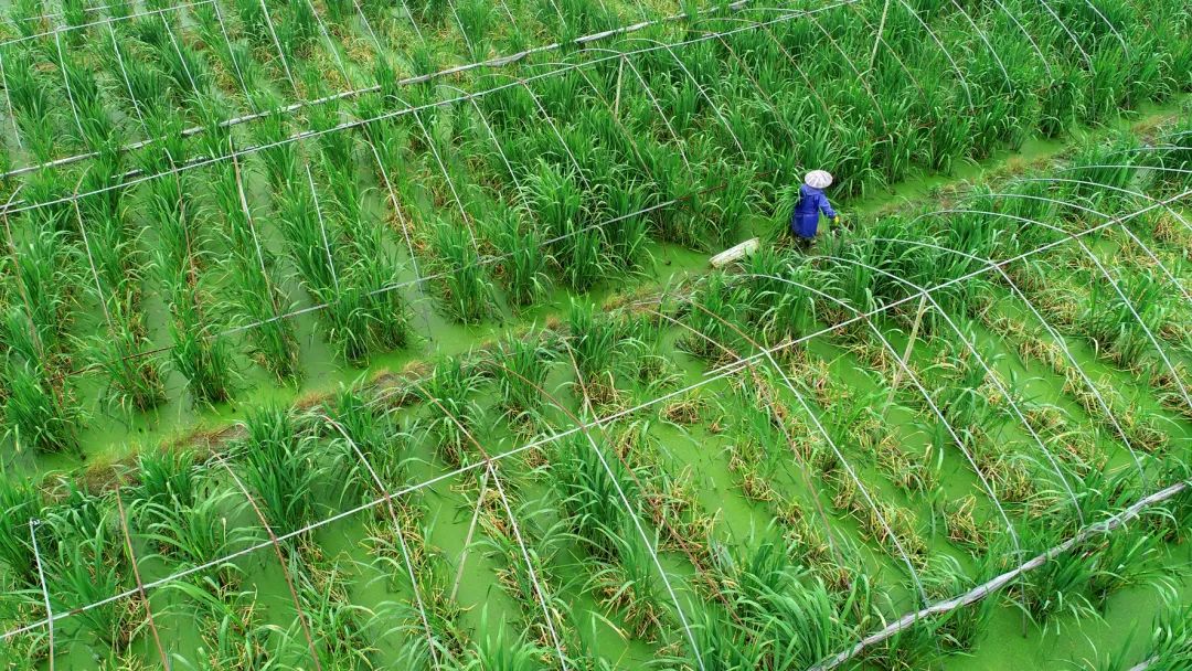 这个周六，瓶窑张堰千“茭”百态初夏游，约不？
