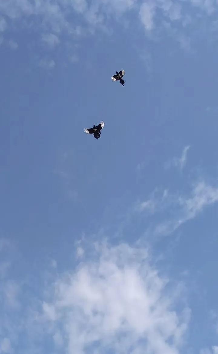 喜鹊一生的足迹,喜鹊的精彩人生