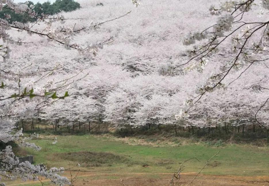在温暖的春风里与樱花来场约会,赶在春天的末尾赴一场樱花之约