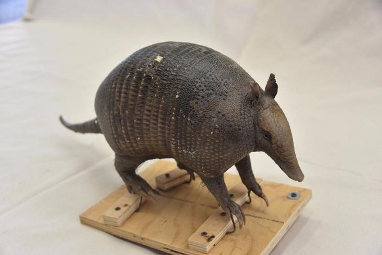 犰狳巴西,犰狳是巴西的国宝吗