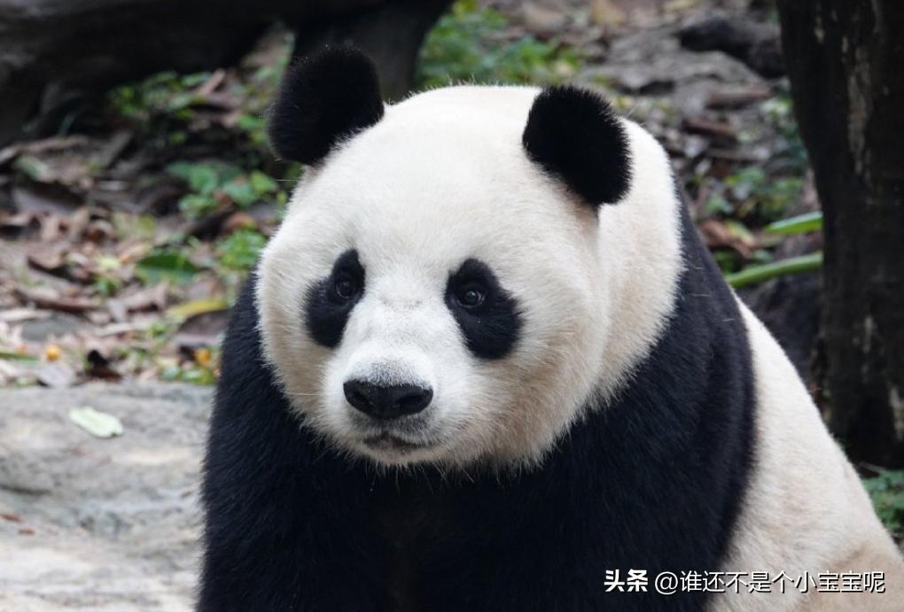 梅清大熊猫小时候去长隆视频,大熊猫梅清短腿