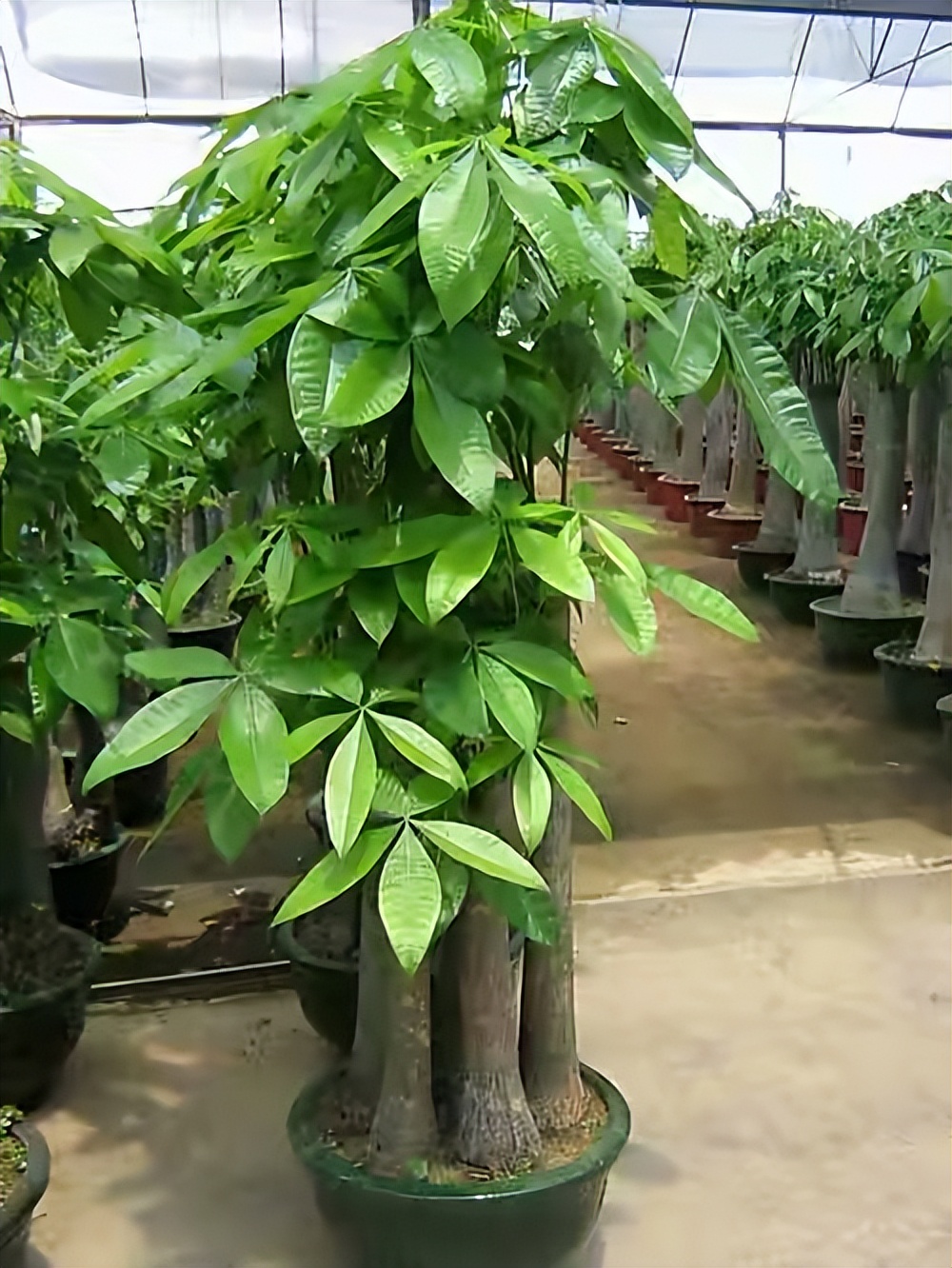 买花怎么养才不会枯萎,买花盆栽最省钱的方法