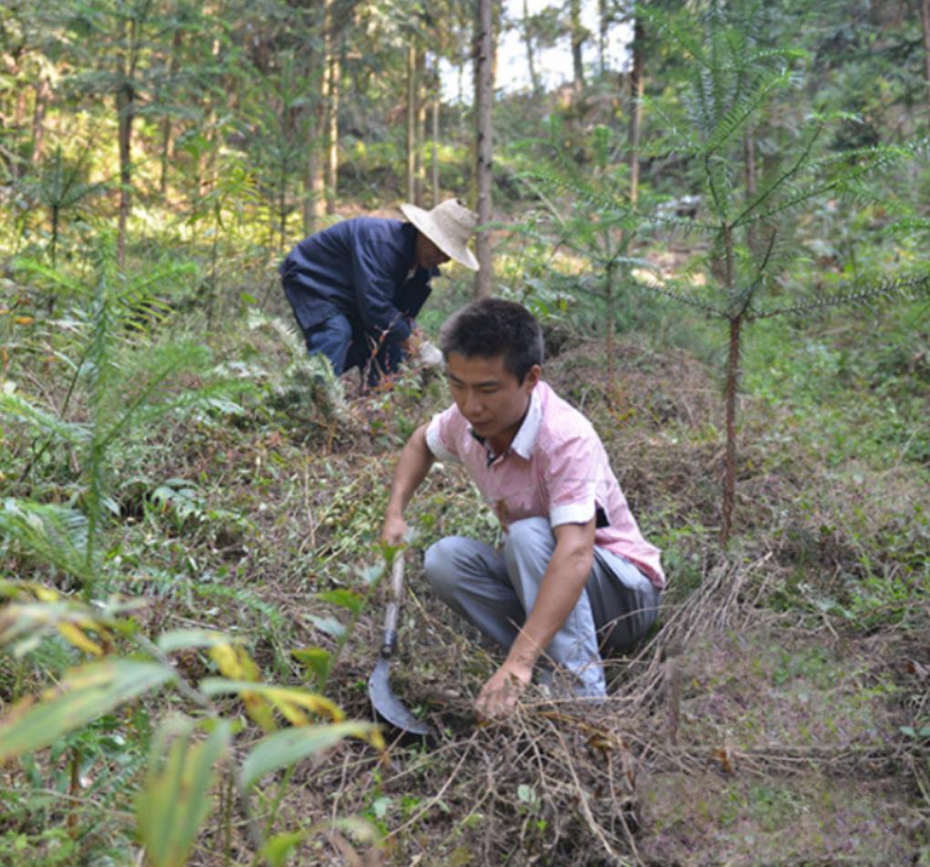 5毛钱一斤没人要的“野草”,小伙竟看出商机,2019年赚1760万元