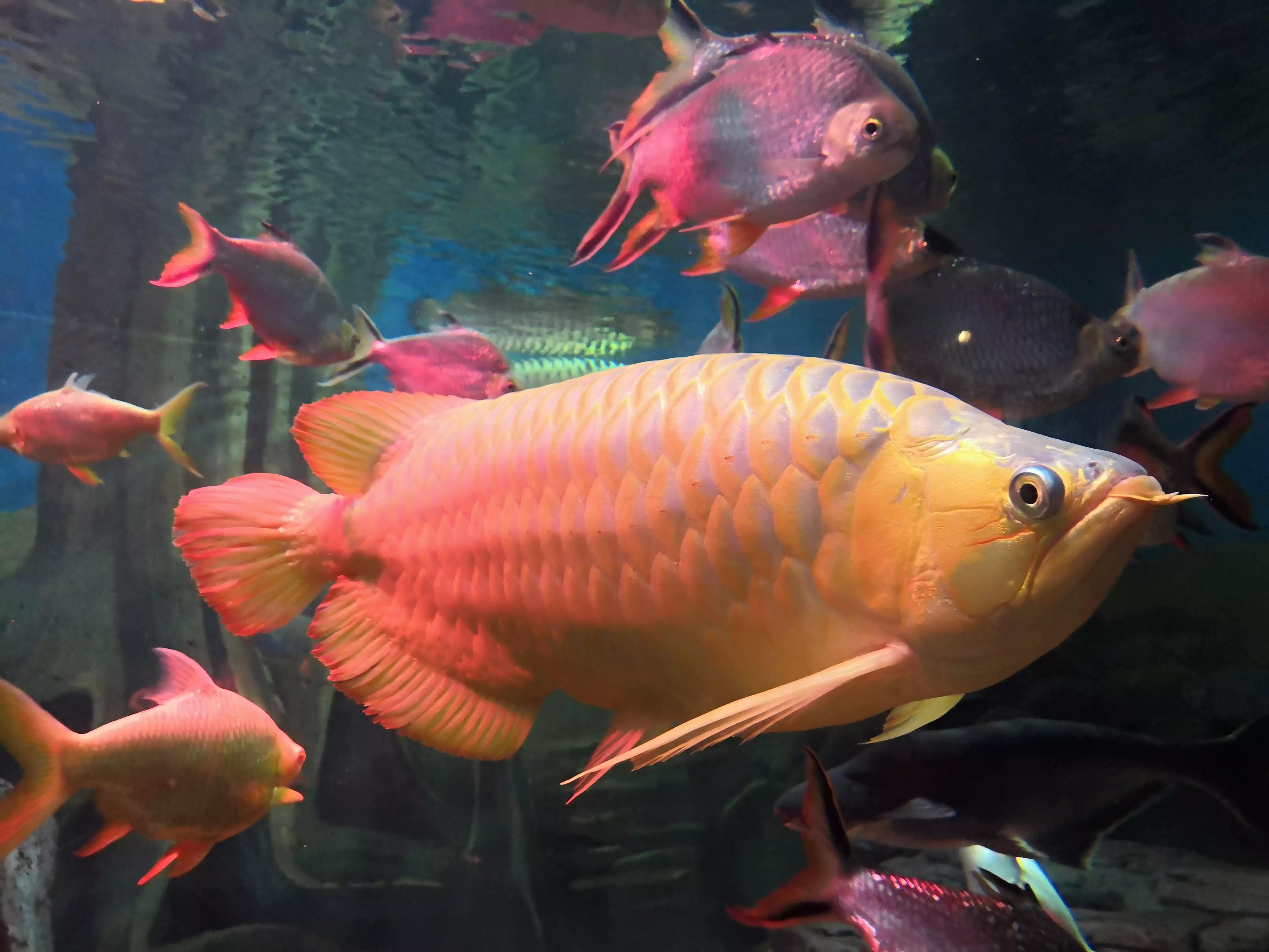 上海海洋水族馆鲨鱼,上海海洋水族馆当天能购票吗