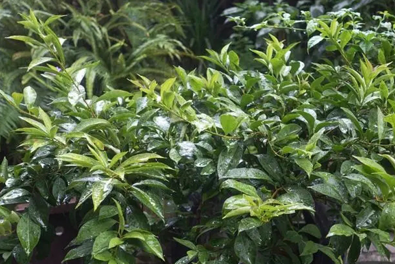 立秋当天下雨有什么说法,立秋当天下雨好还是不下雨好