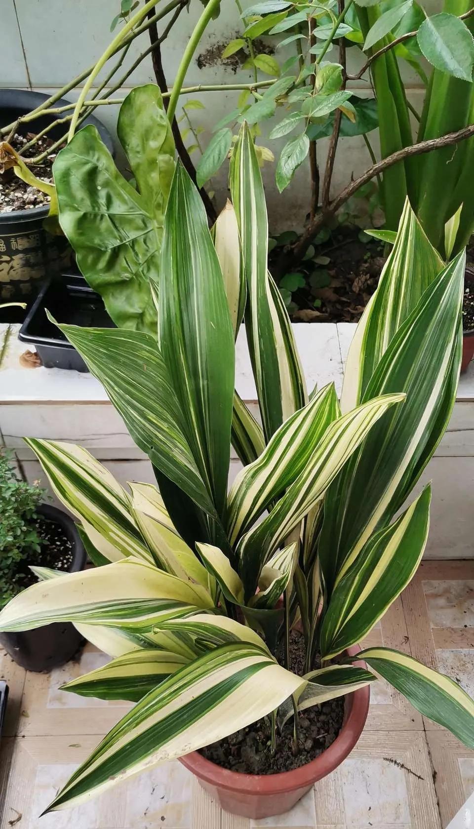 装修完房子养什么花可以去除甲醛,新房什么花吸甲醛最好最快