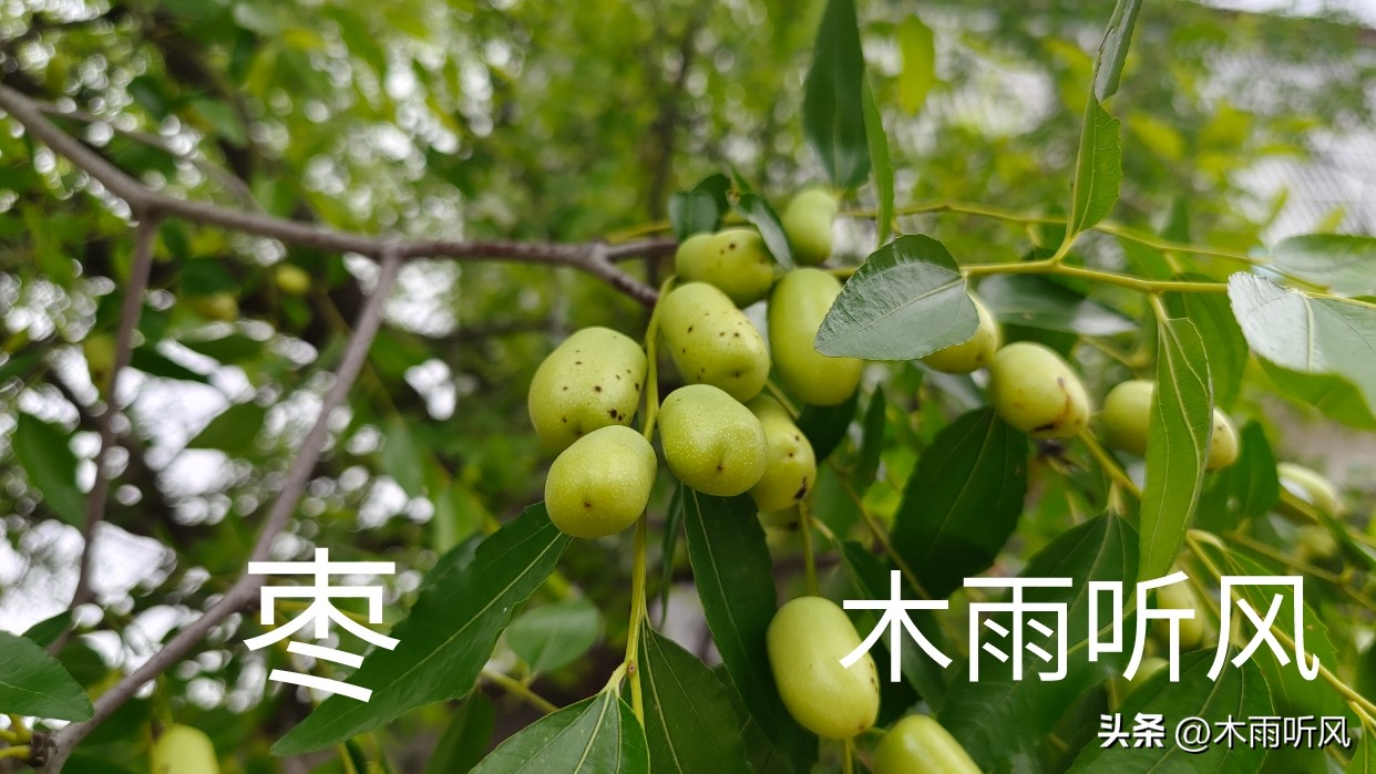 枣树什么时候打药好,枣树何时打药枣不生虫