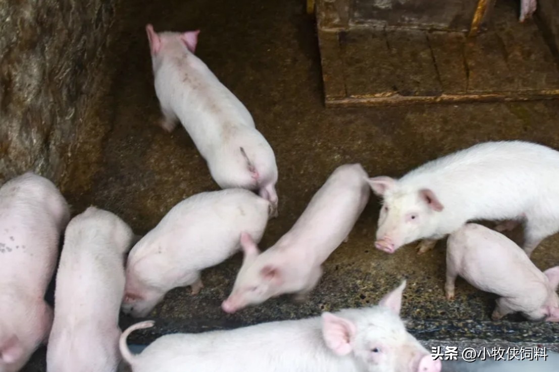 仔猪腹泻拉稀水便怎么治疗,出生2天仔猪水样腹泻最佳治疗法