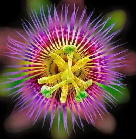 奇花异草是一道道亮丽的风景线,五彩缤纷的春天奇花异草