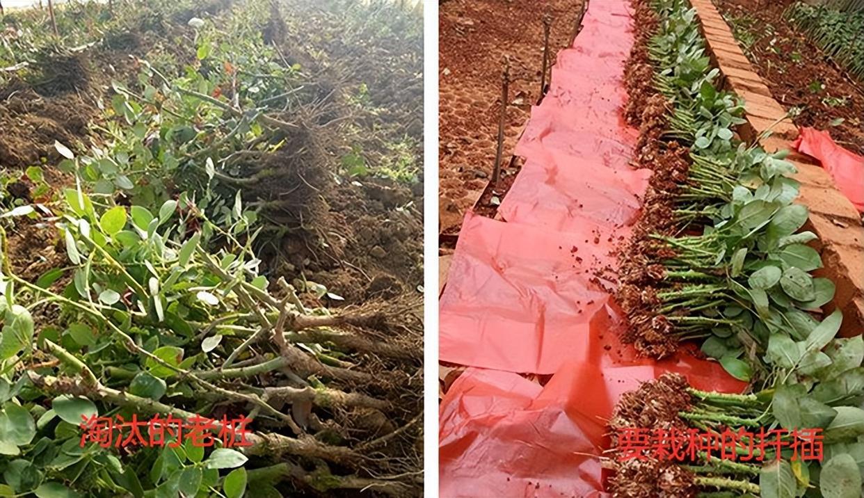 裸根老桩月季需要套塑料袋吗,裸根苗月季多少钱