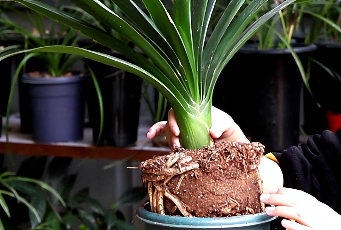 给花草换盆打理花草,给花卉换盆的四点注意事项是什么