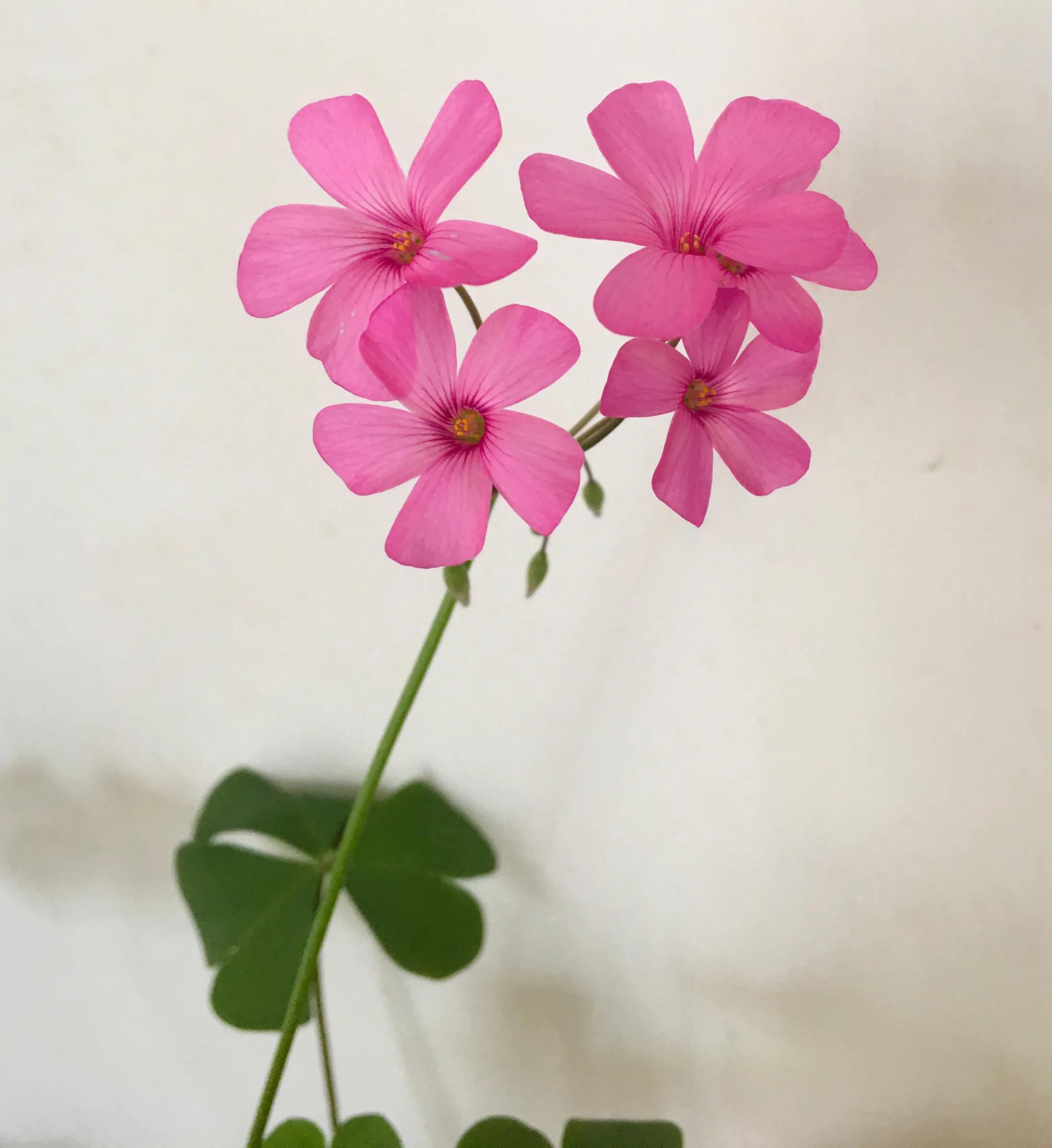 酢浆草断根还可以活吗,酢浆草治病验方