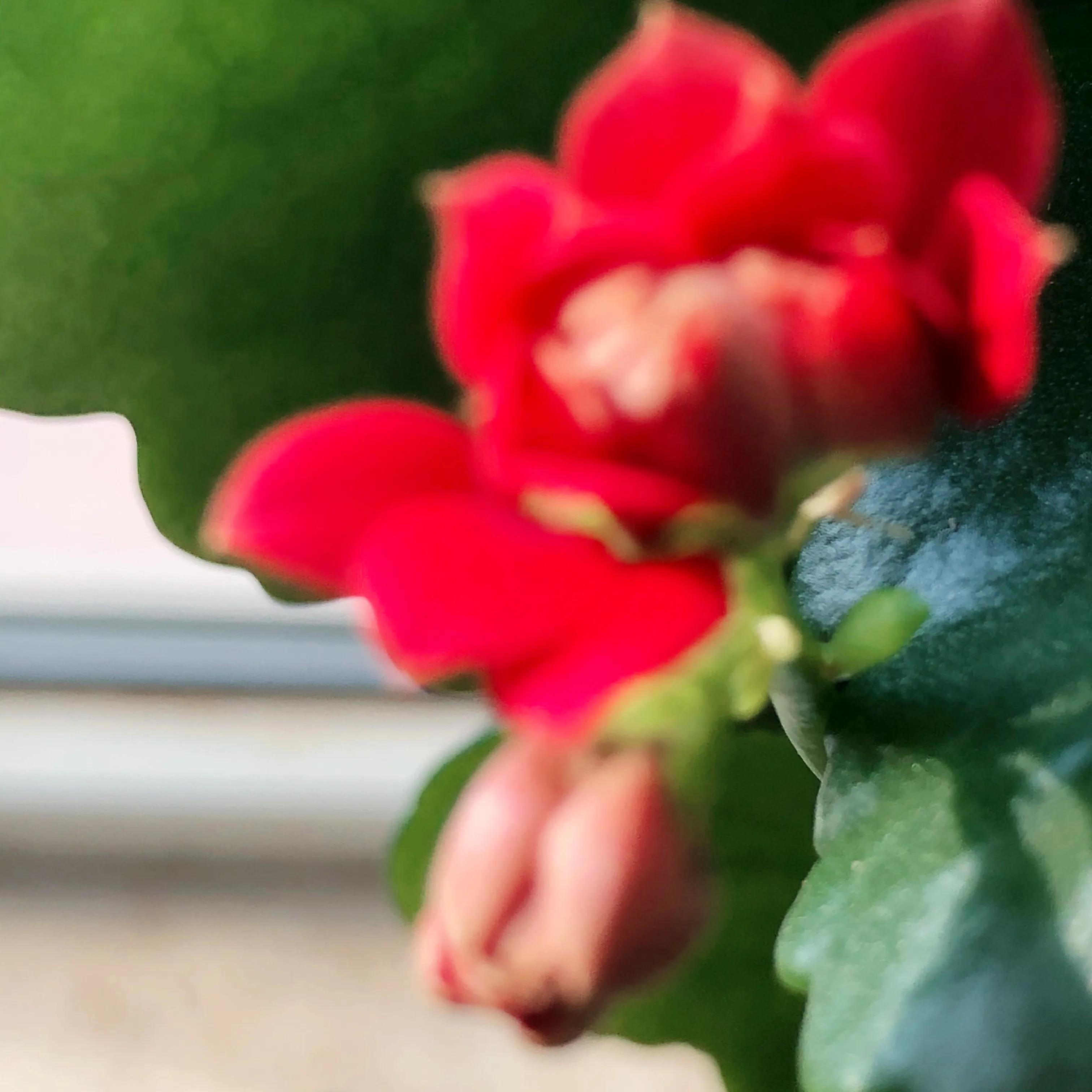 家里养什么花儿好养活,家里养的花儿图片