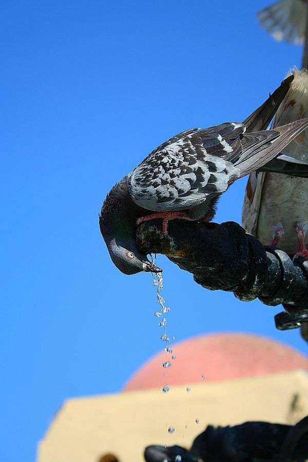 80个神奇的真实照片，不高兴的狗子，崎岖的铁路，倒立劈叉拉筋