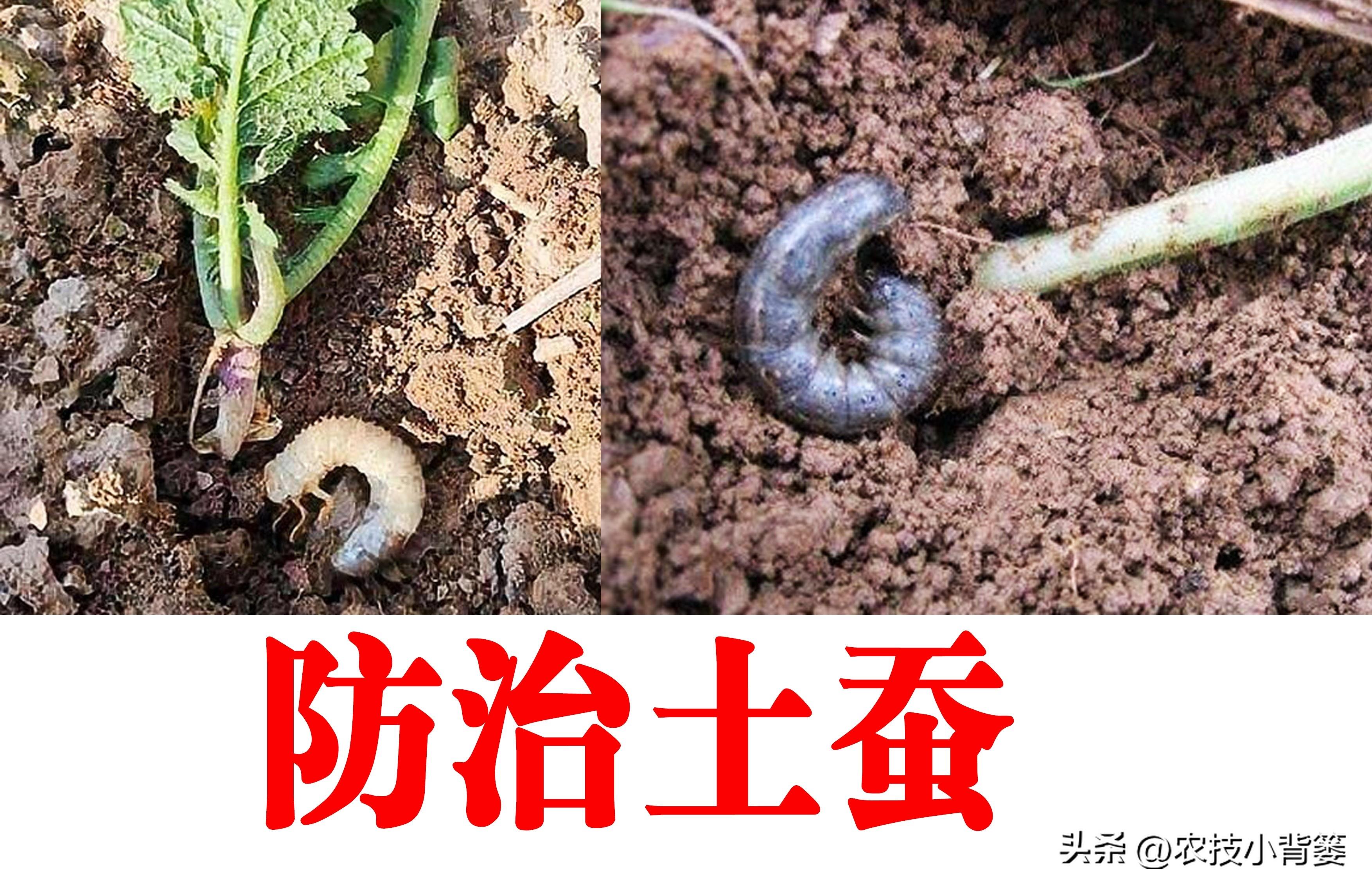 土蚕的预防与消杀,防治土蚕的最好方法