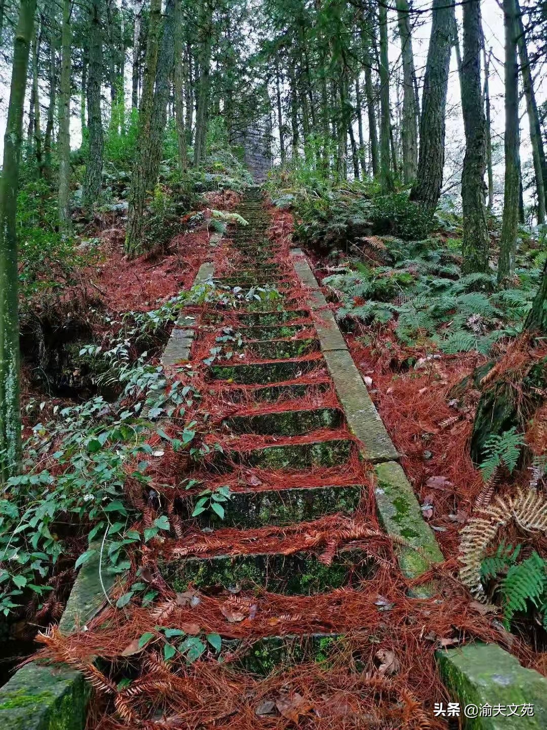 六星散,六星分离测评