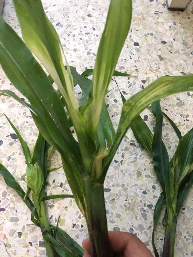 水稻飞蛾用什么药才能消灭,水稻出现飞蛾有必要打农药吗