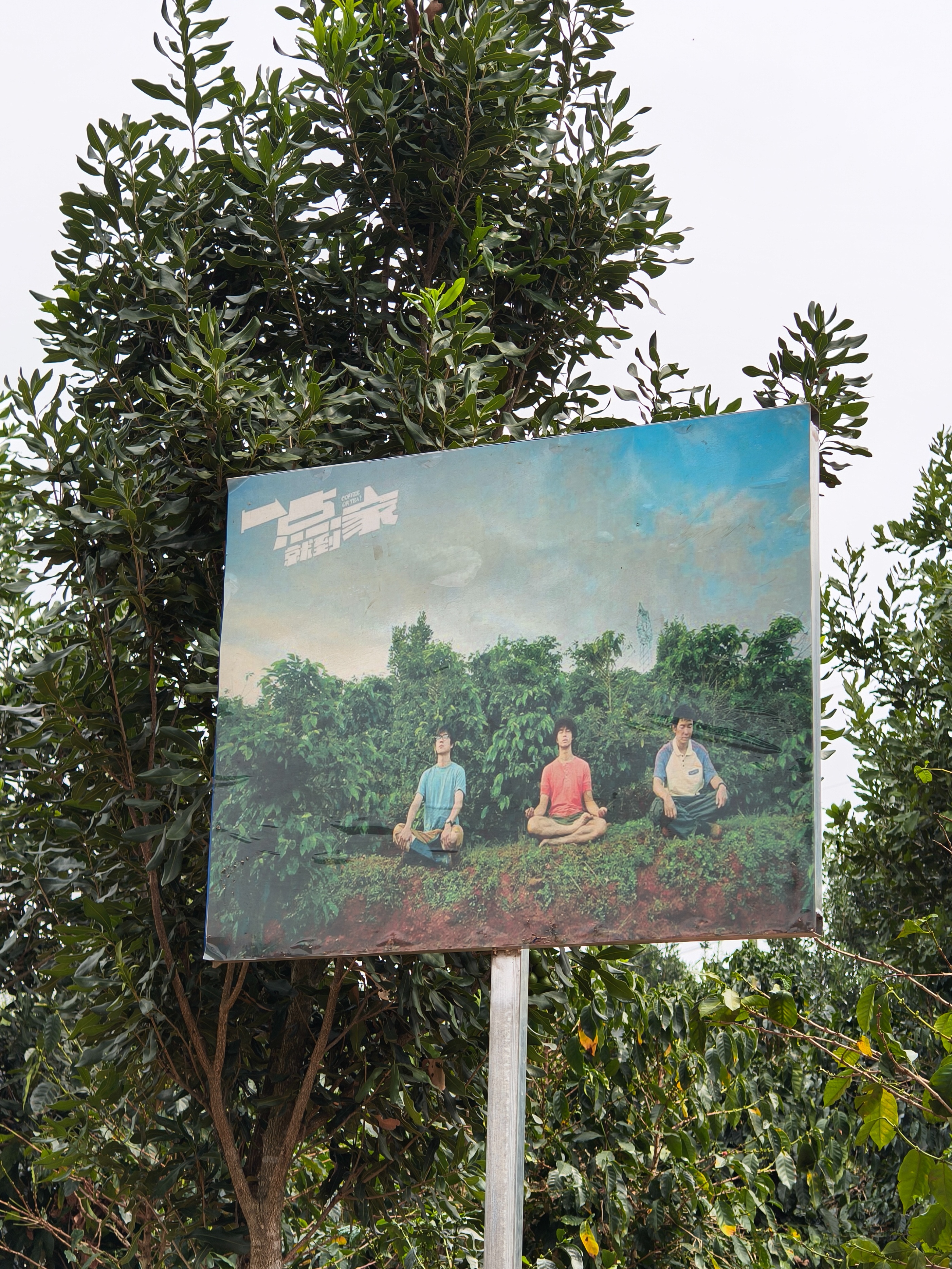 云南精品咖啡产业发展之路,云南小粒咖啡产业现状及发展前景