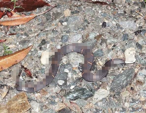 湖北存在的剧毒蛇,罕见蛇剧毒