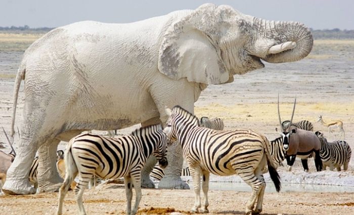 稀奇古怪形态各异的动物照片,世界上罕见的多头多脚变异动物