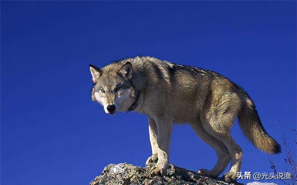 被狼王咬断双腿，终生成为奴隶，狈的一生有多凄惨？