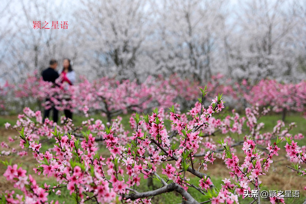 3月份看樱花去哪里看最好,三月中旬最值得去欣赏的樱花最美