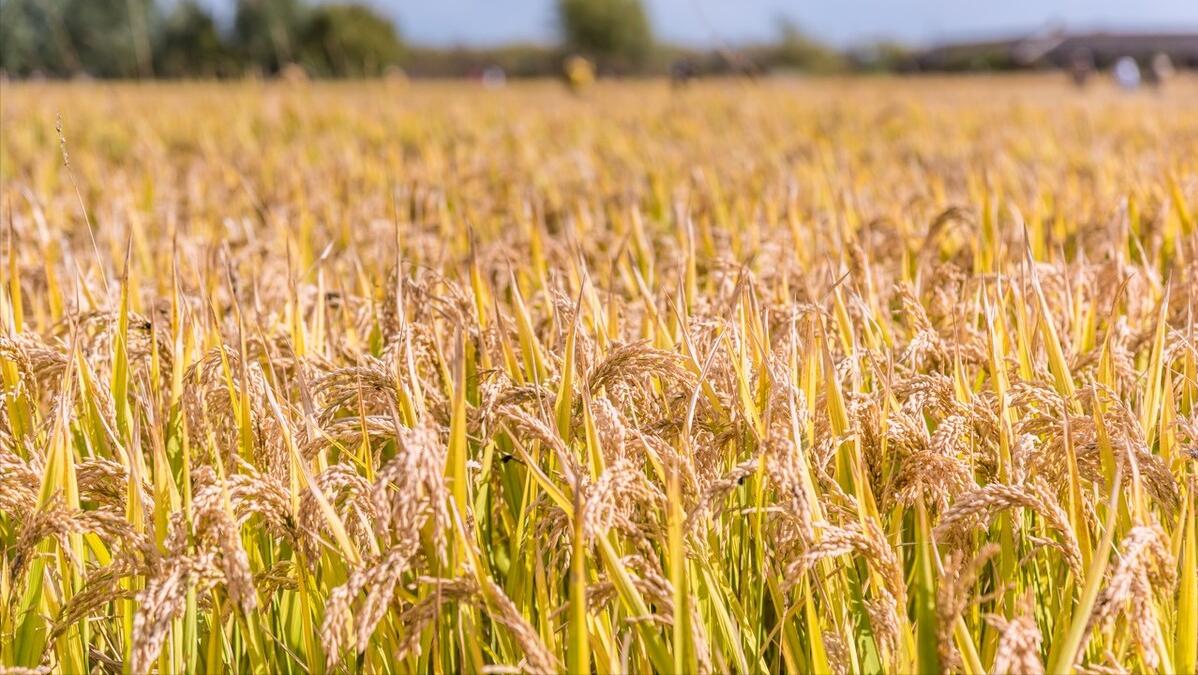 为什么农村的土地那么重要,农村土地为什么有根