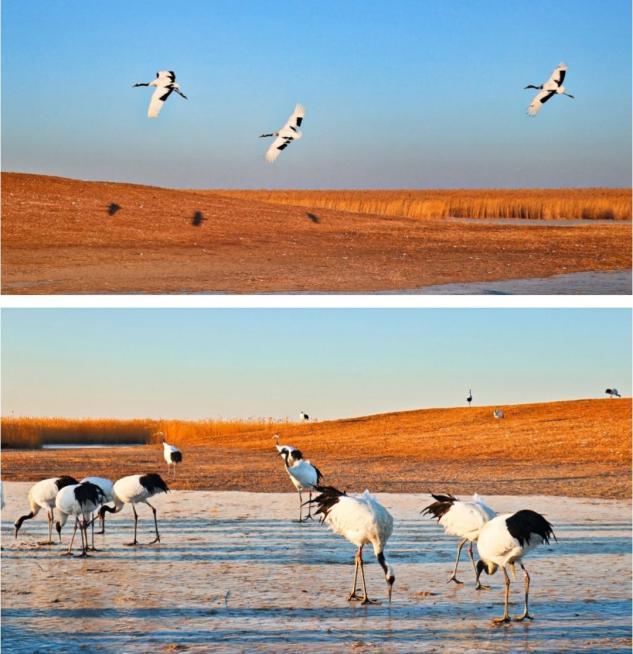 爱他美和飞鹤奶粉哪个便宜,奶粉爱他美对比飞鹤