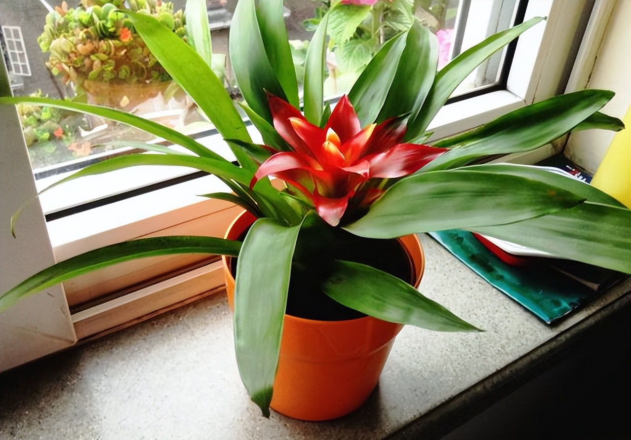 鸿运当头花叶子干枯发黄是怎么回事