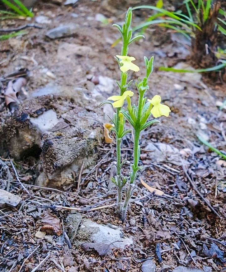 什么植物增收最好养活,农村山里有哪些值钱的植物