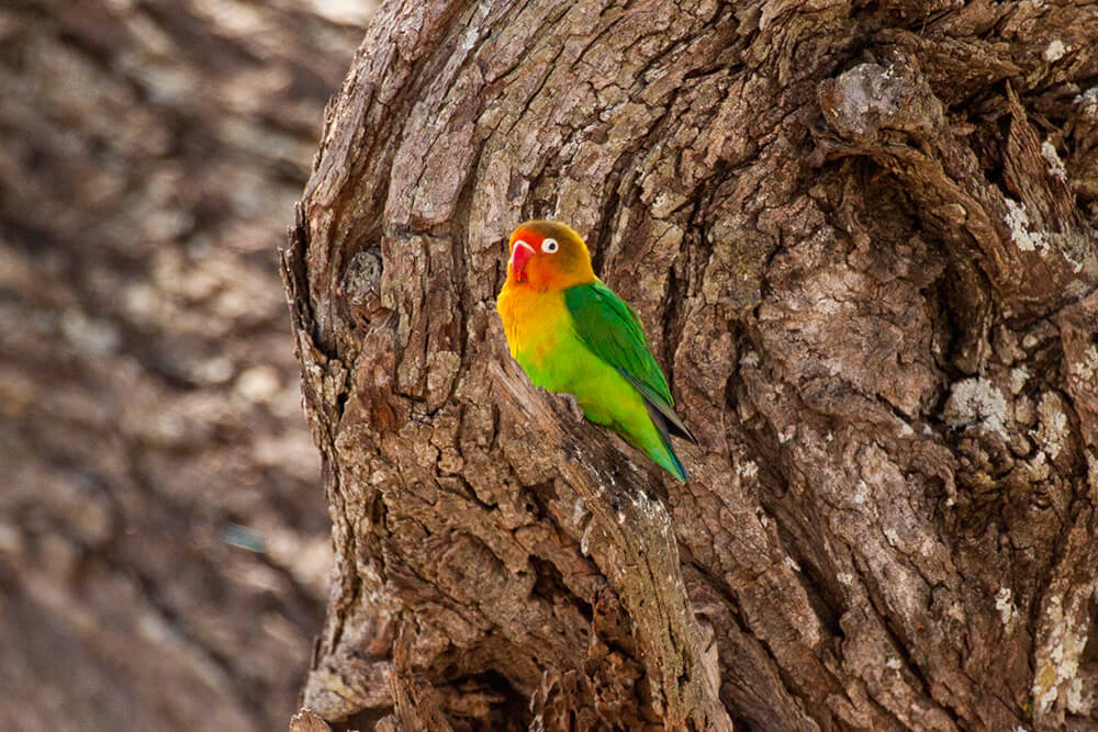 高清图集｜盘点那些“气质超群”的鸟类
