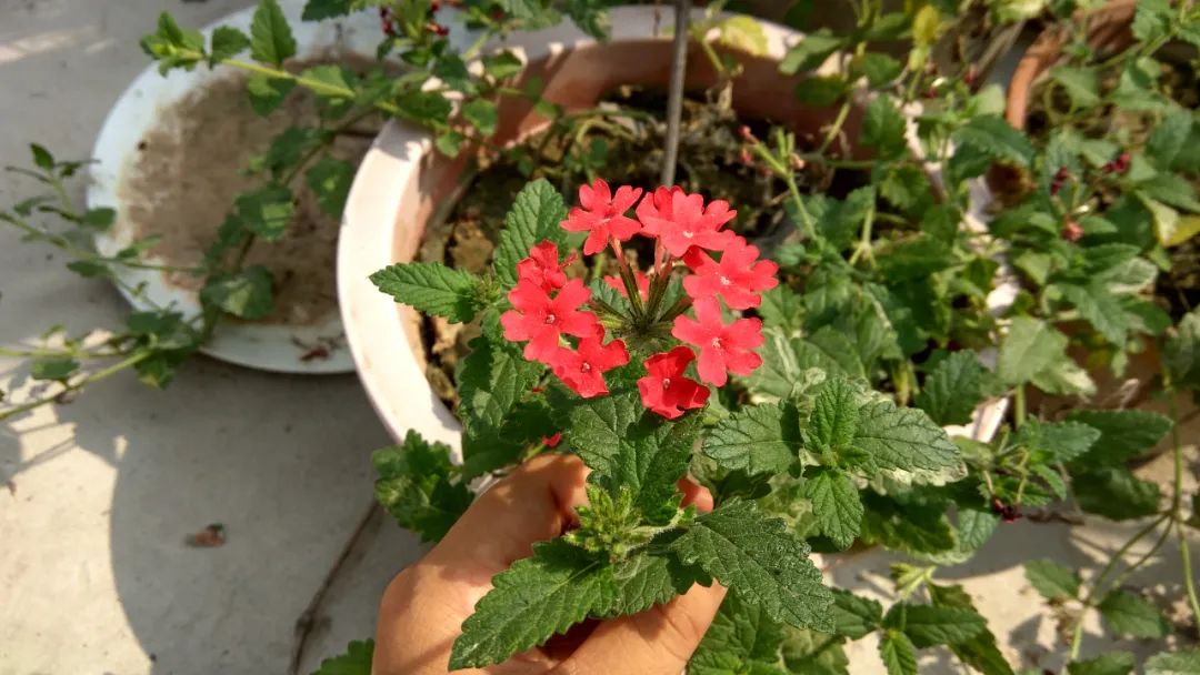 什么草花好看又好养还抗冻,好看又好养的草花名单