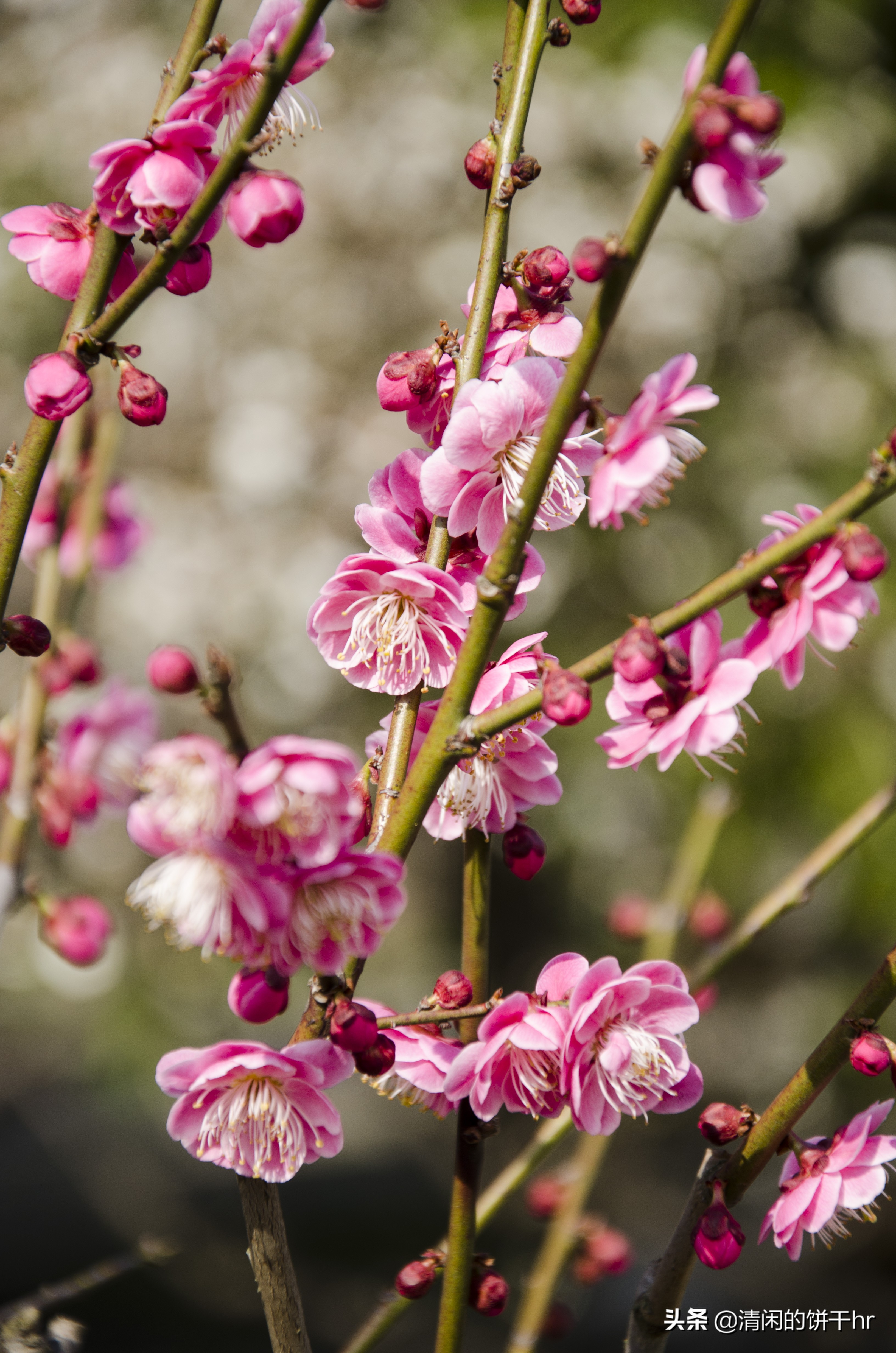 淡雅书香梅花唯美图片,淡雅梅花花卉图片