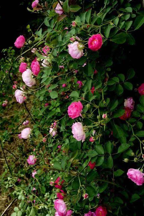 常觅春归不知处花田此地得逢君：栖云田园小镇·花间集