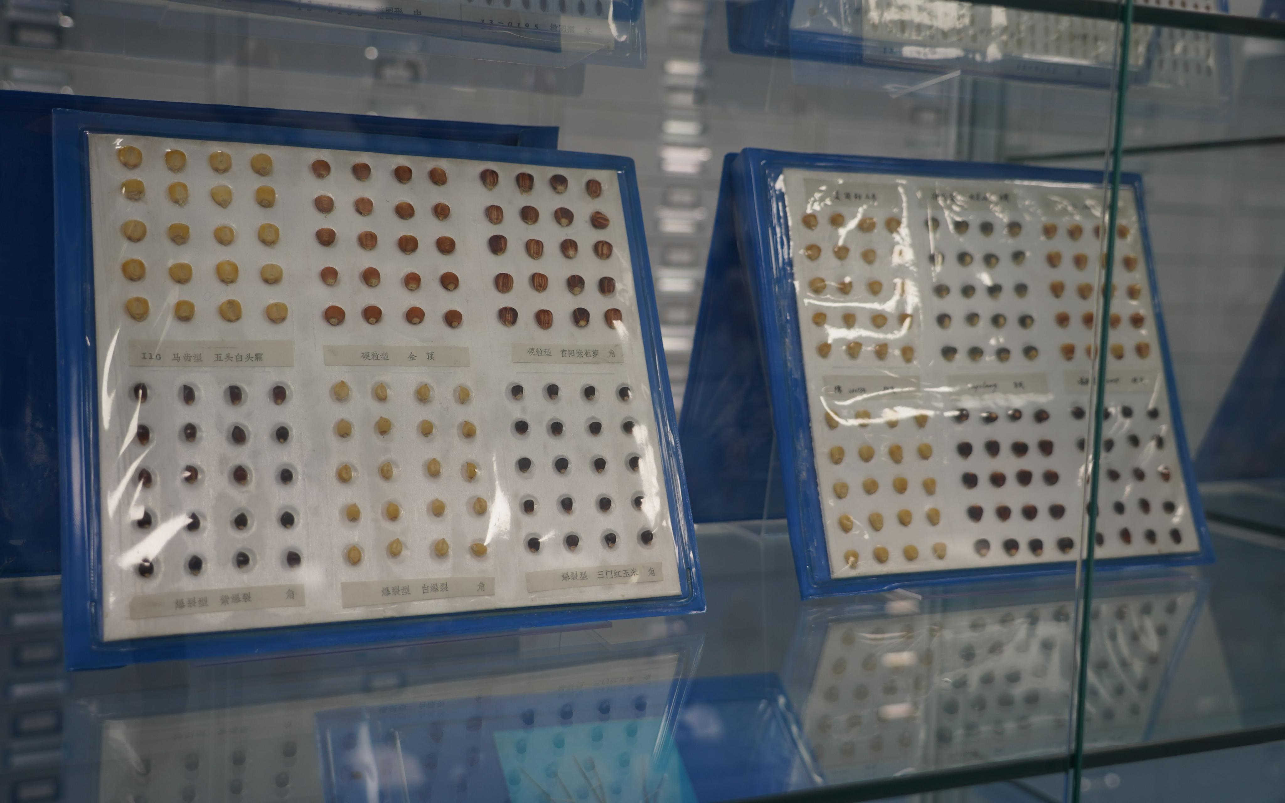 探访全球容量最大的作物“种子银行”种质库2.0是什么样的