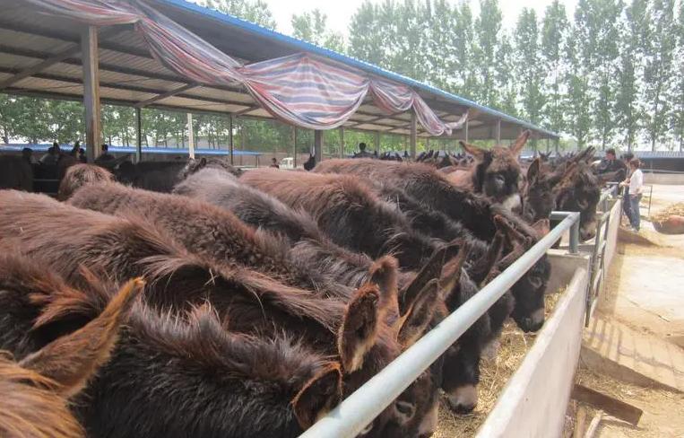 肉驴养殖方法和时间和技巧,肉驴养殖注意事项有哪些