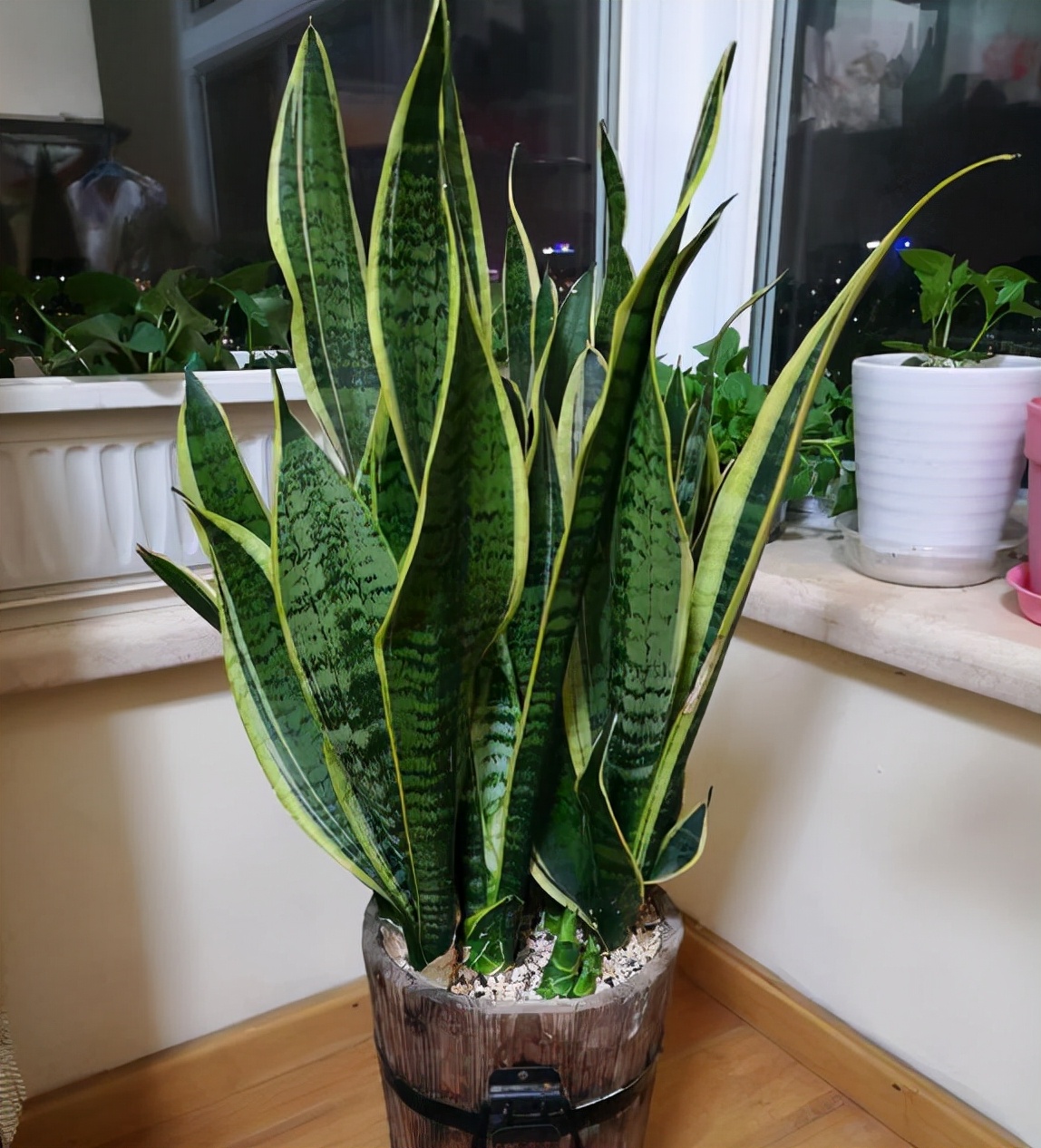 9种“健康花”,客厅一放,吸废气又高档,旺家更旺人