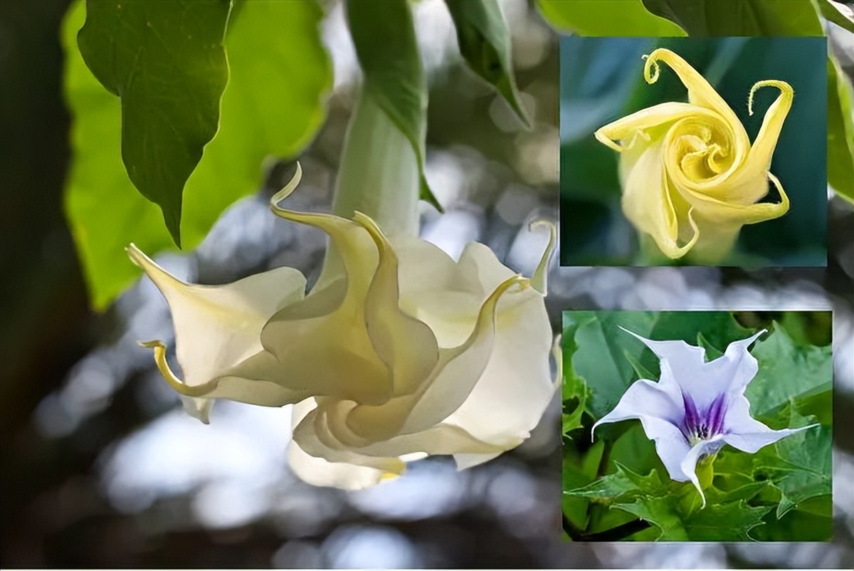 世界上能救命的十种毒草,10种最毒的毒草