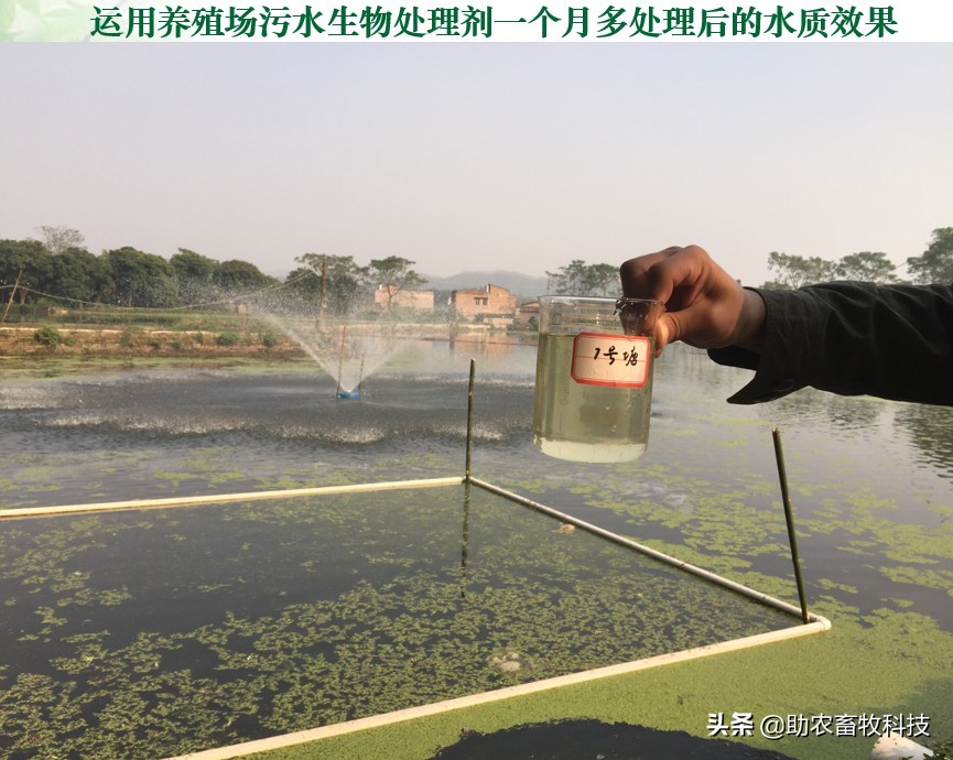 如何提高育肥羊经济效益,育肥猪养殖项目目的是什么