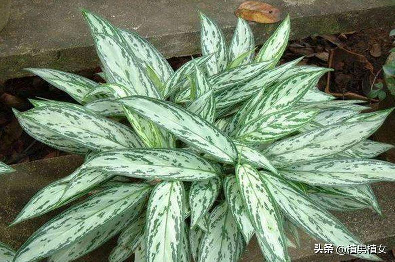 快速消除甲醛可以养哪些花,哪种花吸甲醛好养