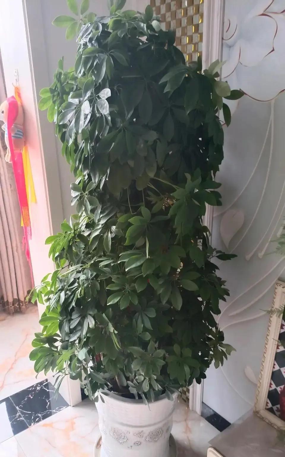 什么花净化空气除甲醛最好,什么花除甲醛效果最好最好养