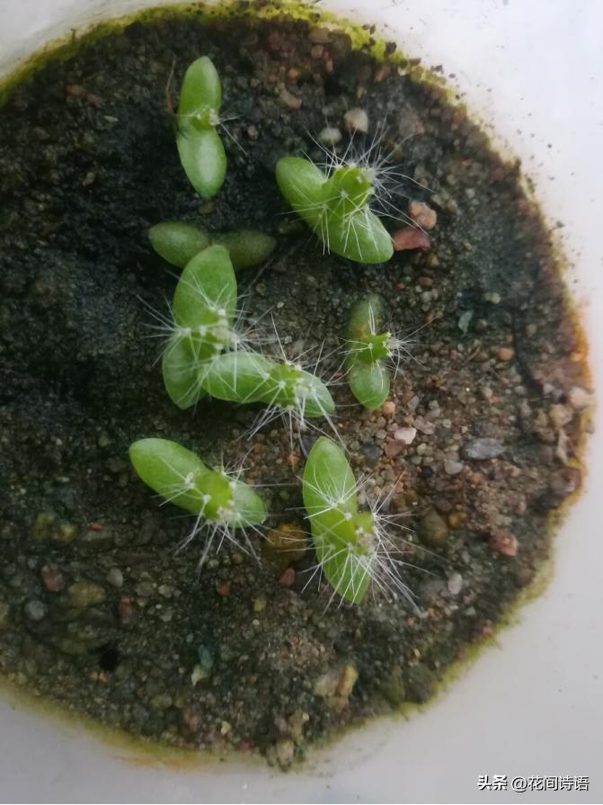 教你如何正确种植不要钱的火龙果,怎么种出又大又甜的火龙果