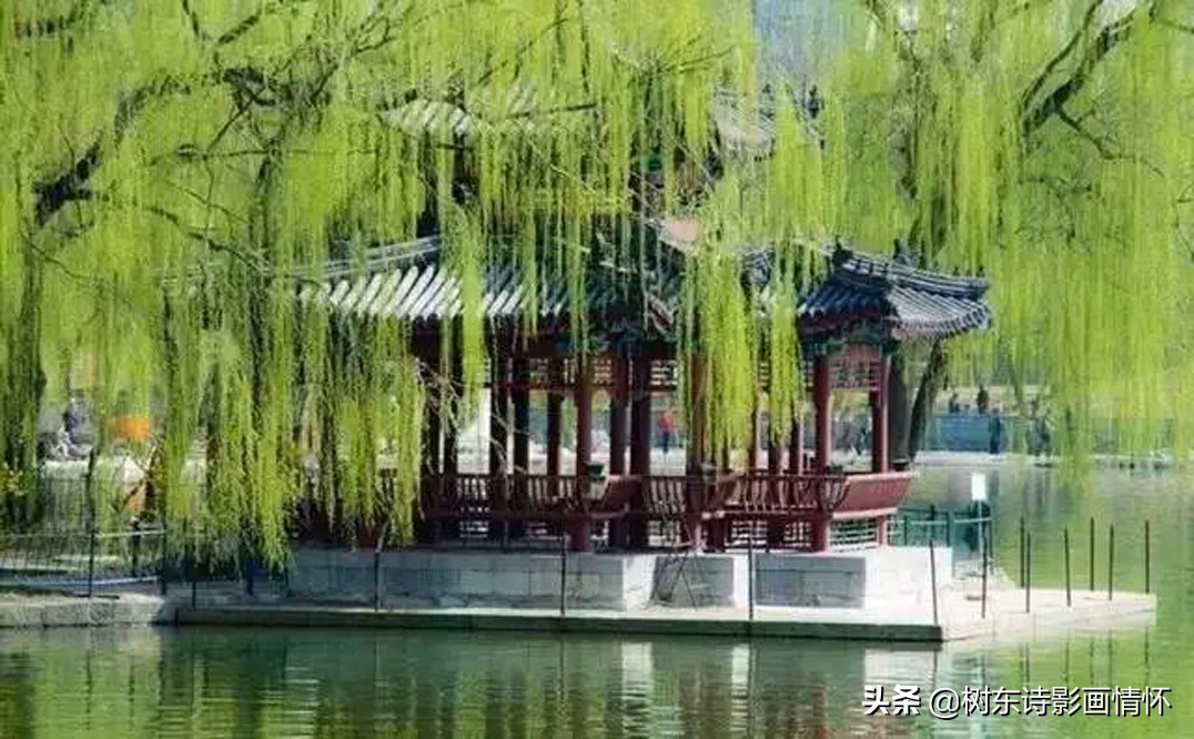 春风杨柳万千条,六亿神州尽舜尧,从咏柳中体会中华文化的魅力