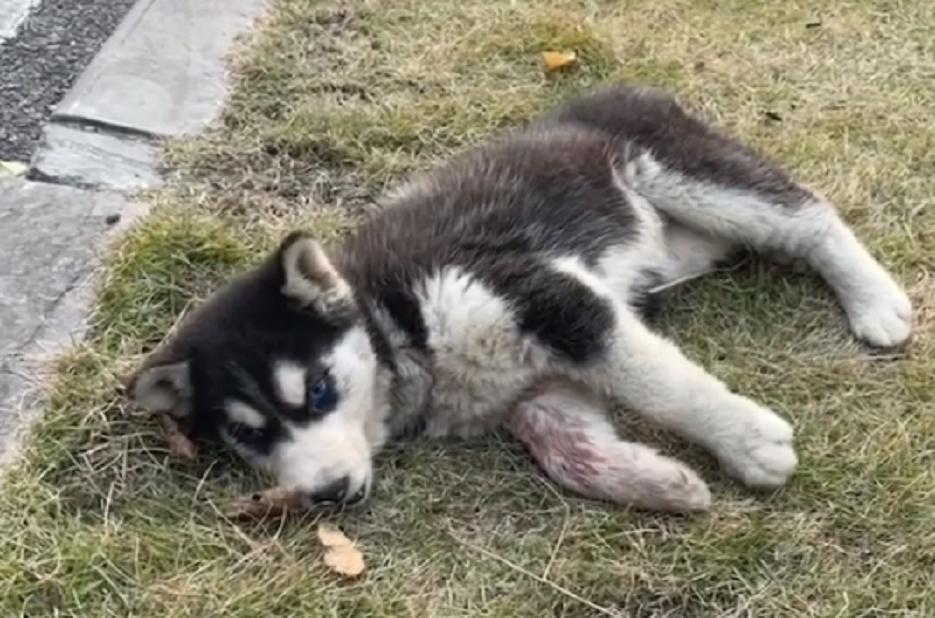 因为6000治疗费被抛弃的哈士奇，历经10个月，它已经成为纯纯二哈