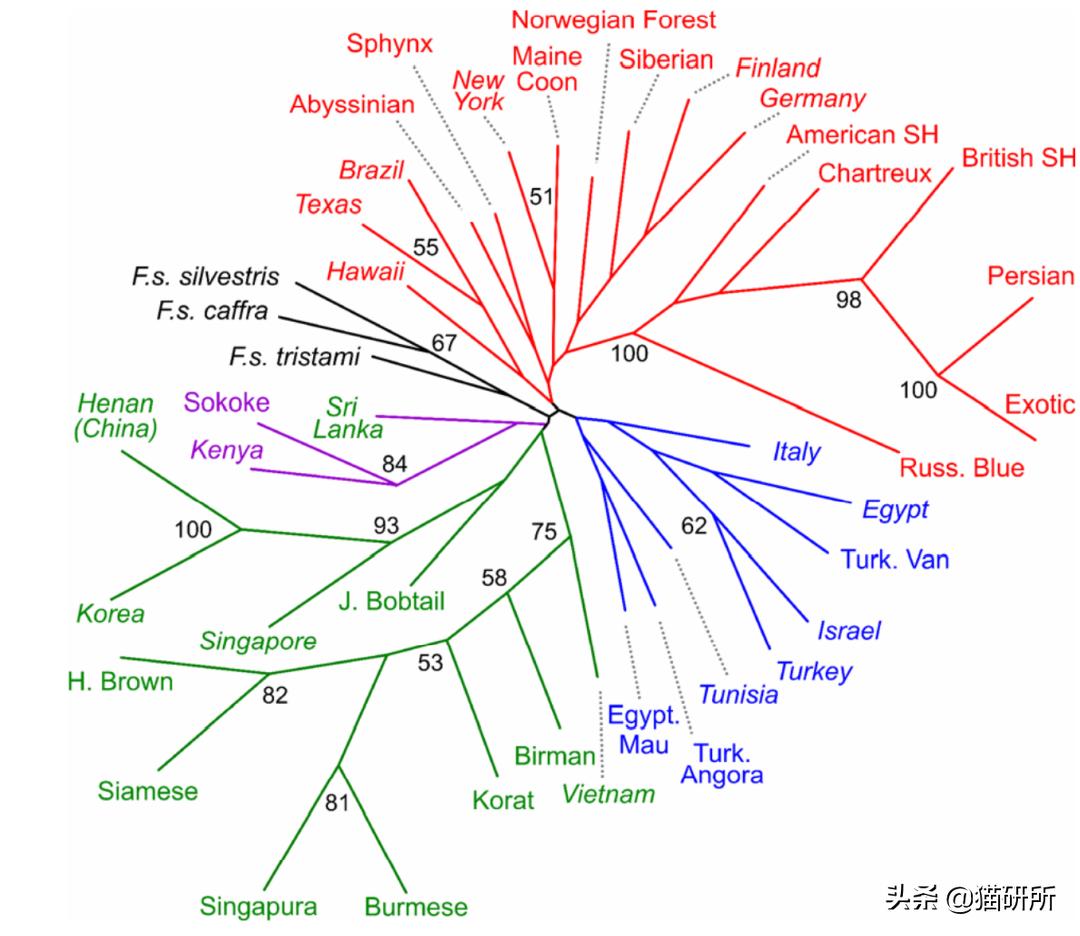 什么猫咪和英短合得来,猫咪长毛英短怎么区分公母