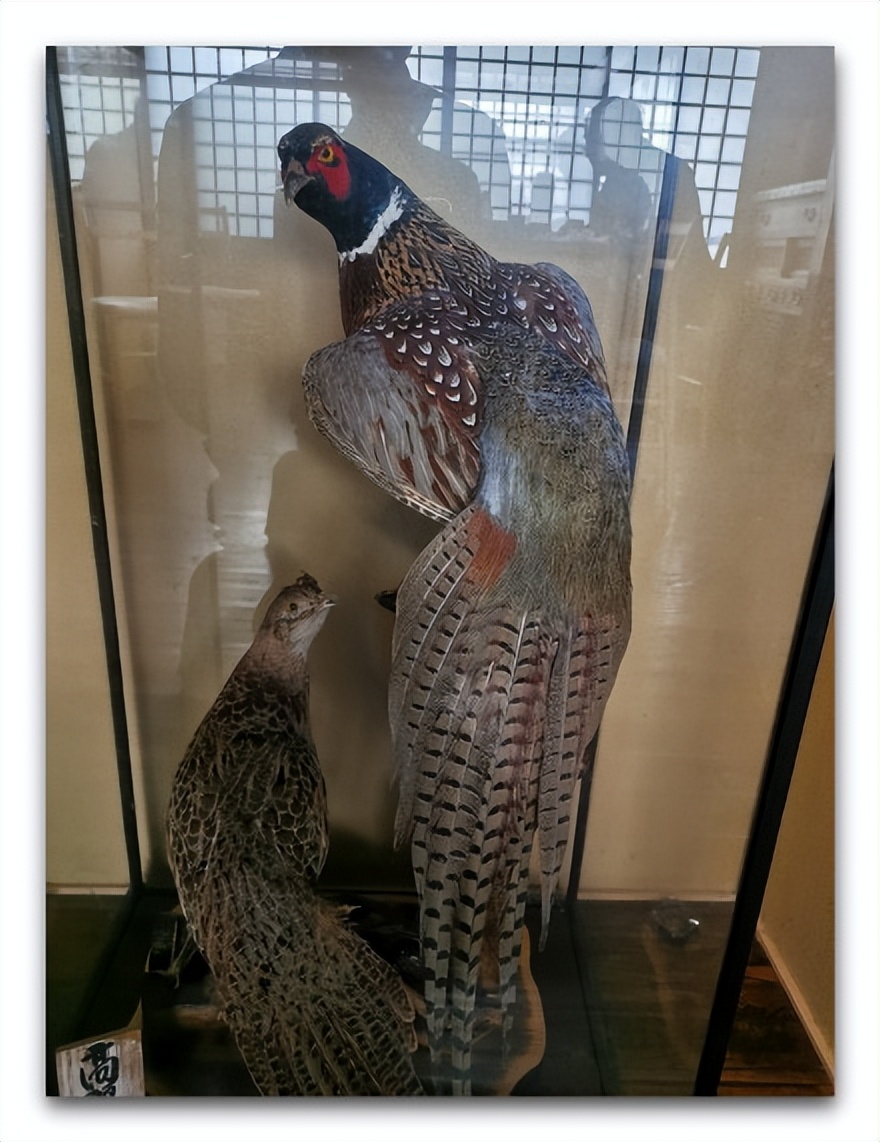 日本旅游大阪住宿推荐,日本旅游住宿民宿