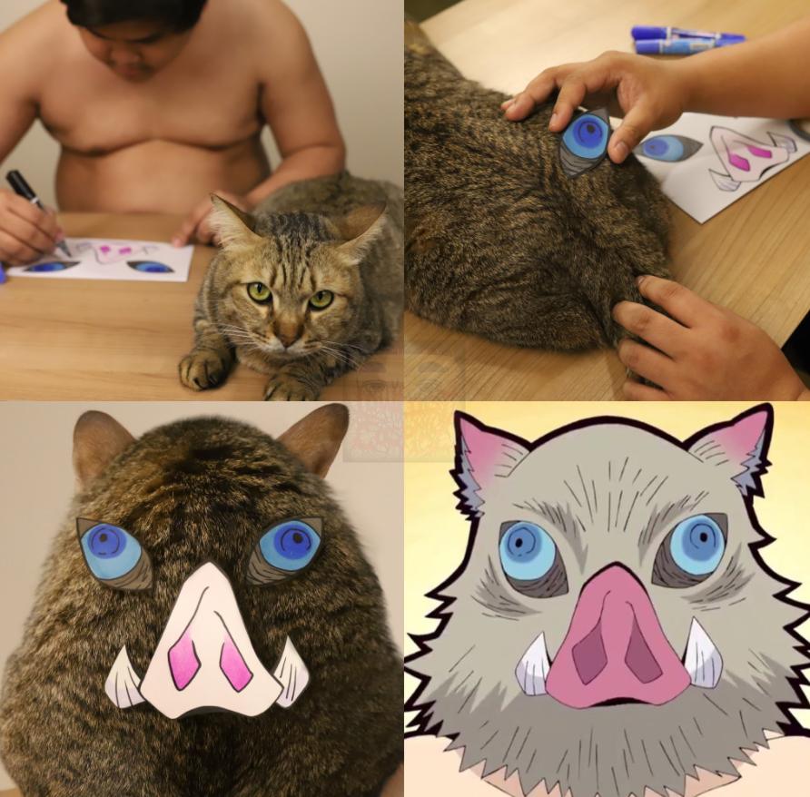 哈哈哈这些猫咪cospaly好怪，再看一眼，还是好怪