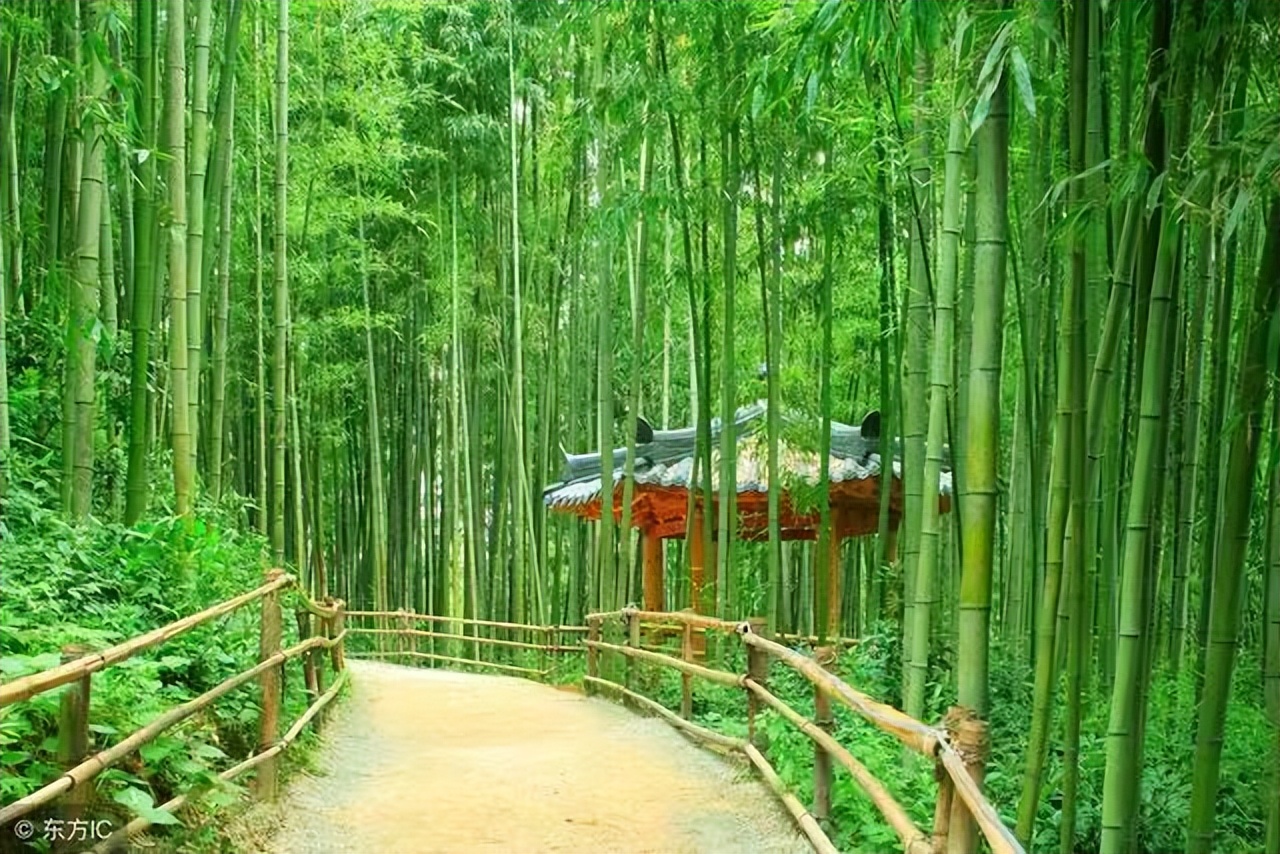 竹子意境最美的古诗词,描写竹子的古诗词大全