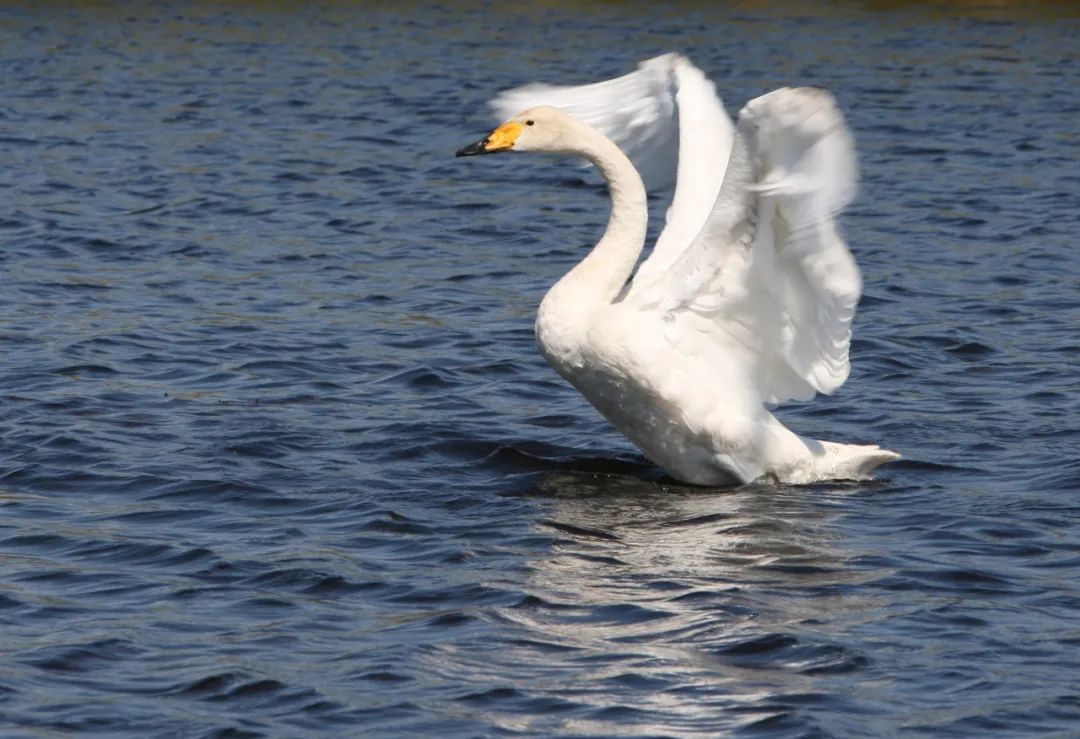 湿地可以开发什么旅游项目,黑龙江旅游必去十大湿地排名
