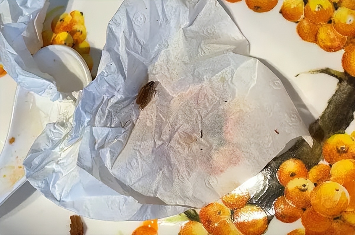 蟑螂怎么正确消灭最彻底非广告,蟑螂怎么正确消灭最彻底不看广告